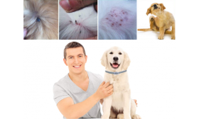 Natural Flea and Tick Collar For Dog