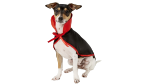 Dog Vampire Costume 2-in-1 set for Halloween