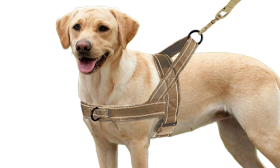 Soft Padded Reflective Dog Harness No Pull