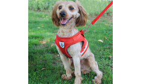 Reflective Dog Harness Vest with Matching Leash