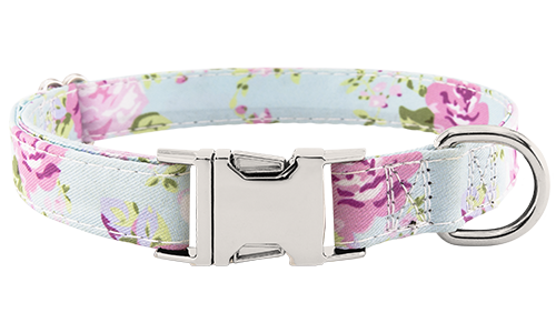Dog Collar with Buckle