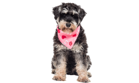 Printed Love Dog Bandana
