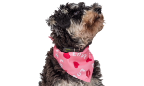 Printed Love Dog Bandana