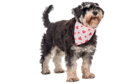 Printed Heart Dog Bandana