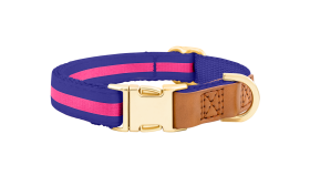 Dog Collar with Gold Buckle