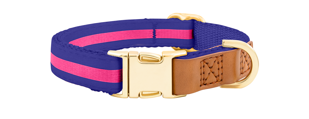 Dog Collar with Gold Buckle
