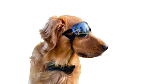 UV-Protection Dog Sunglasses with Adjustable Straps - Windproof and Waterproof