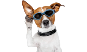Stylish Dog Sunglasses with UV-Protection