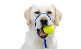 No Pull Dog Head Collar with Padded Nose Loop