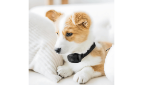 No-Shock Anti Bark Collar for Dogs