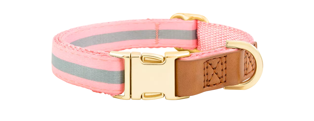 Dog Collar with Engraved Gold Buckle