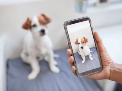 Insta-Treats: How to Score Freebies for Your Dog on Instagram