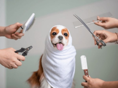Groom like a Pro: Top Dog Brushes to Try in 2023