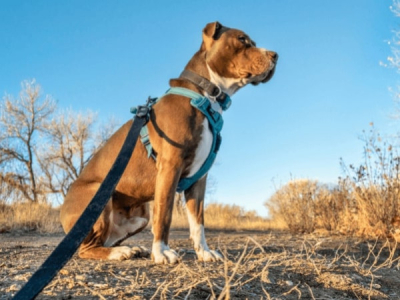 Ensuring Safety First: Exploring the Benefits of Different Dog Leashes and Harnesses