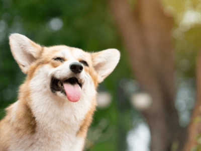 Keeping Cool in Style: Must-Have Accessories for Dogs in Hot Weather